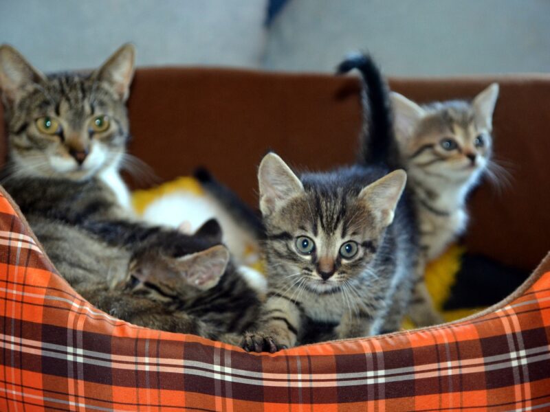 Three_pet_cats_in_bed